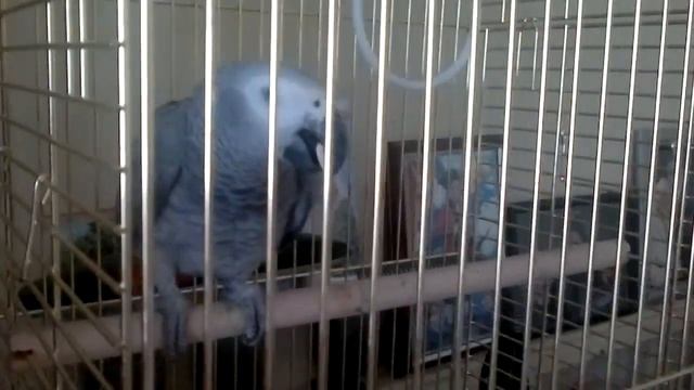 Жако. Рубик.