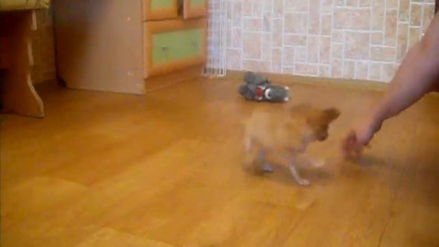 Лего и Феникс смотреть онлайн