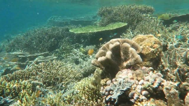Snorkeling At The Northern Slope Of Kri Island Reef Raja Ampat 2023