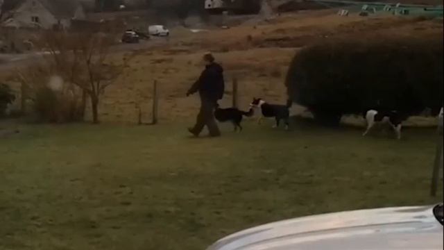 ЗАБАВНЫЕ ЖИВОТНЫЕ смотреть онлайн