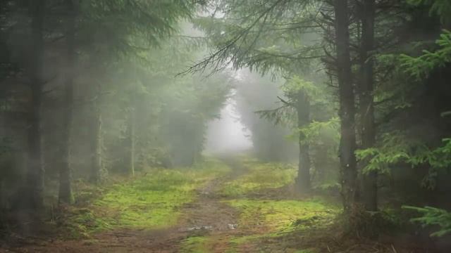 Страшная история. Последний день в лесу. смотреть онлайн