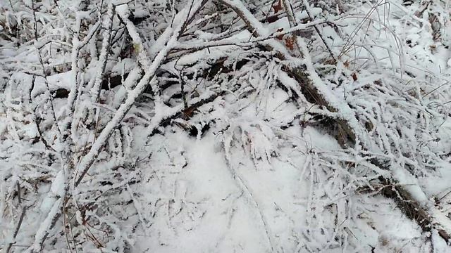 How to Trap Coyotes and Fox in Winter Weather? Winterset Trap Beds!! смотреть онлайн