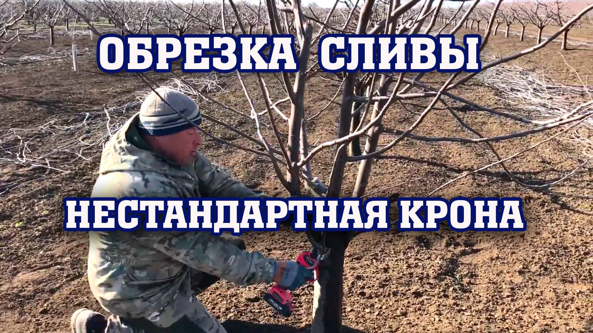 Обрезка сливы ⧸ нестандарная крона смотреть онлайн