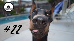 ПРИКОЛЫ С ЖИВОТНЫМИ ДО СЛЕЗ / ДОБЕРМАНЫ / Приколы с ДОМАШНИМИ ПИТОМЦАМИ / Funny DOBERMAN video#22