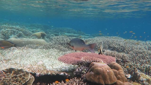 Raja Ampat Snorkeling In Sorido Bay 2024