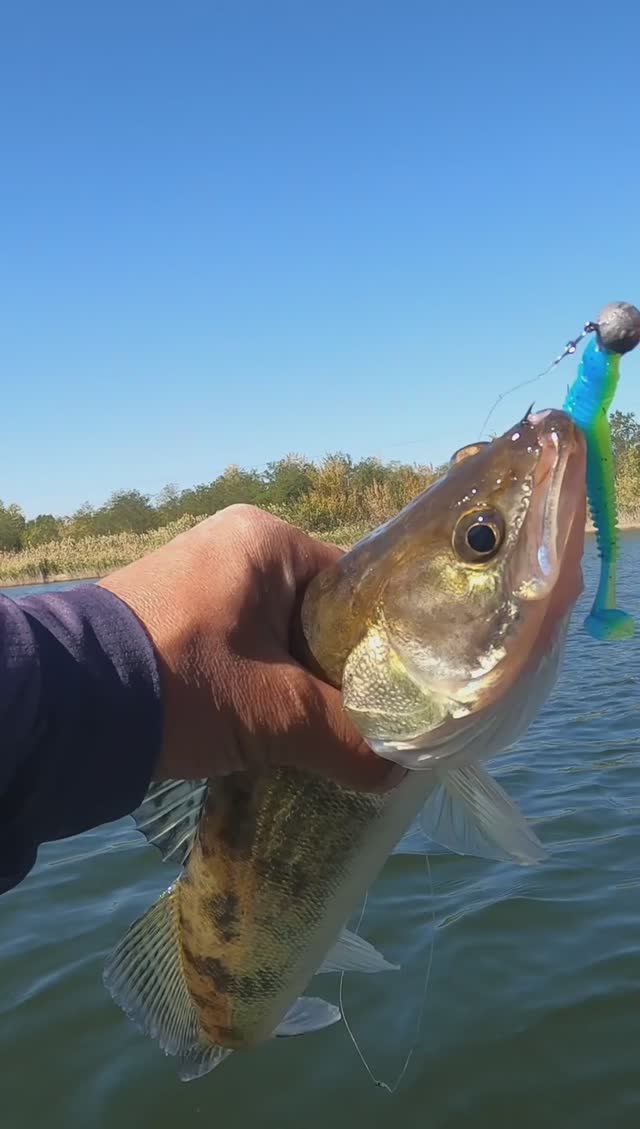 Поклёвка судака на джиг 👍👍👍 смотреть онлайн