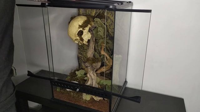 🕷Арахногайд: Террариум для Psalmopoeus cambridgei🕷 смотреть онлайн