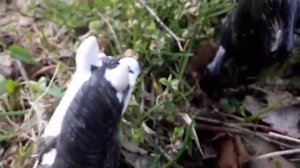 Сериал про лошадей(3серия)"легенда дракона"