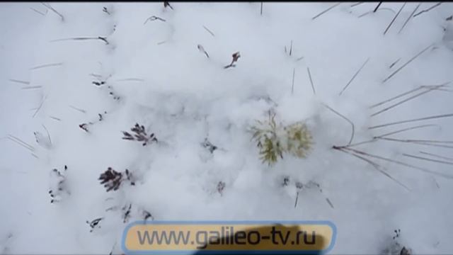 Галилео. Морс смотреть онлайн