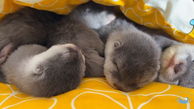 At Last All the Baby Otters have Opened Their Eyes! смотреть онлайн