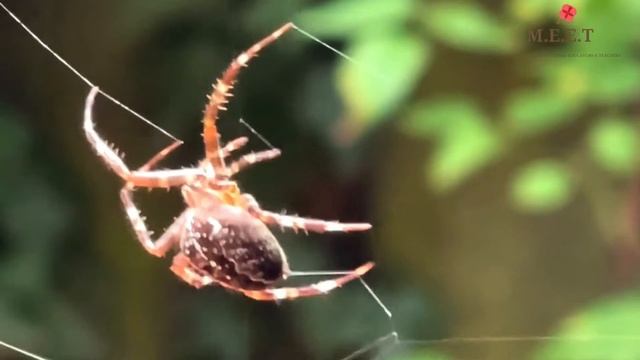 Let's Meet The Spiders! Preschool Educational Videos For Kids l ( are spiders insects?) смотреть онлайн