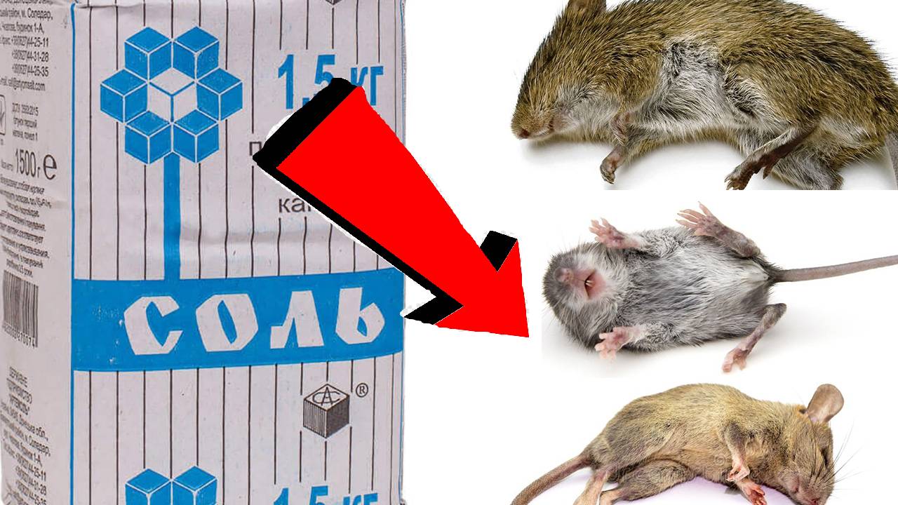 ПОЛЕЗНЫЕ СОВЕТЫ