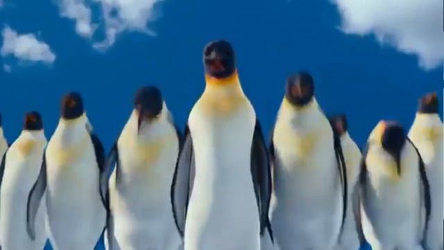 Позитив--Веселые танцующие пингвины Приятного просмотра смотреть онлайн