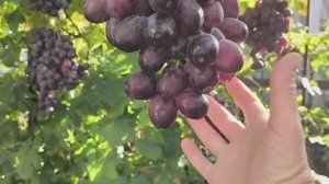 САРАЦИН, БЛОНДИН, КОНЁК виноград селекции Калугина В.М. Виноград Тепловых