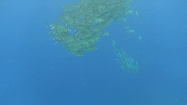 Snorkeling At Mioscon Reef Raja Ampat Part 1