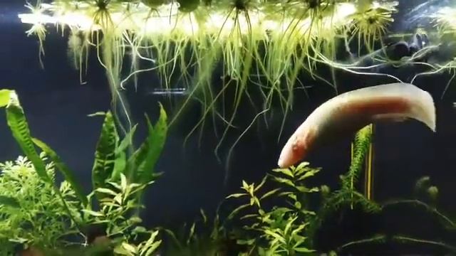 Аксолотль Пуся смотреть онлайн