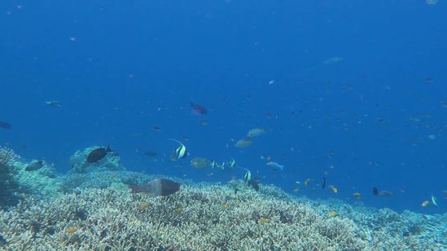 Raja Ampat South Mansuar Snorkeling Over The Top Of The Reef 2023