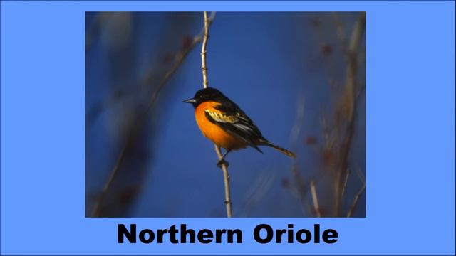 North American Songbirds - The Kids' Picture Show (Fun & Educational Learning Video) смотреть онлайн