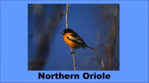 North American Songbirds - The Kids' Picture Show (Fun & Educational Learning Video)
