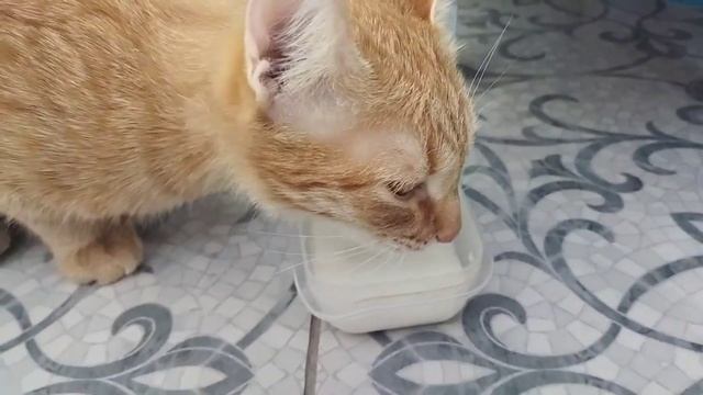Рыжая кошка лакает молоко смотреть онлайн