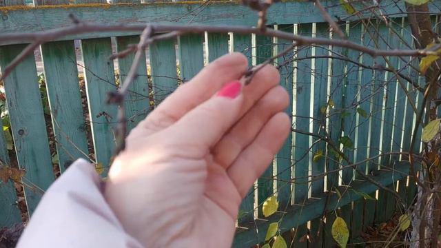 Учимся различать цветочные и ростовые почки. смотреть онлайн