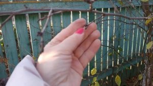 Учимся различать цветочные и ростовые почки.