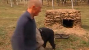 Галилео. Служебные собаки