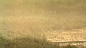 Галилео  Прованские травы