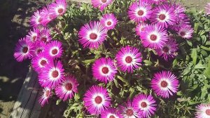 доротеантус маргаритковидный