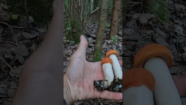 МОЛОДОЙ ЕЛЬНИК НАЧАЛ РАЗДАВАТЬ БЕЛОНОЖКОВЫЕ ПОДОСИНОВИКИ! РАНЬШЕ ИХ ТУТ НЕ БЫЛО! смотреть онлайн