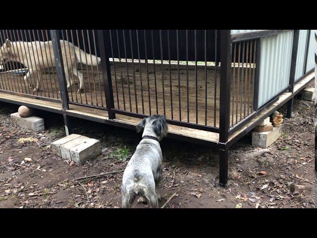 Arctic Wolf Vs Mittel Schnauzer/ Reaction