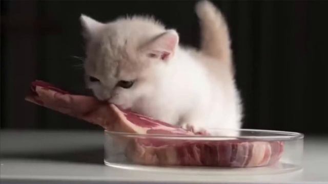 kitten eating steak but it's the left 4 dead horde theme смотреть онлайн