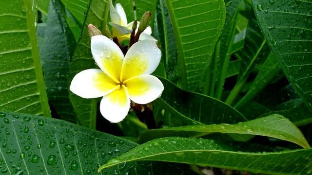 1. Музыка острова Бали - Озеро чистоты (Lake of Purity) смотреть онлайн