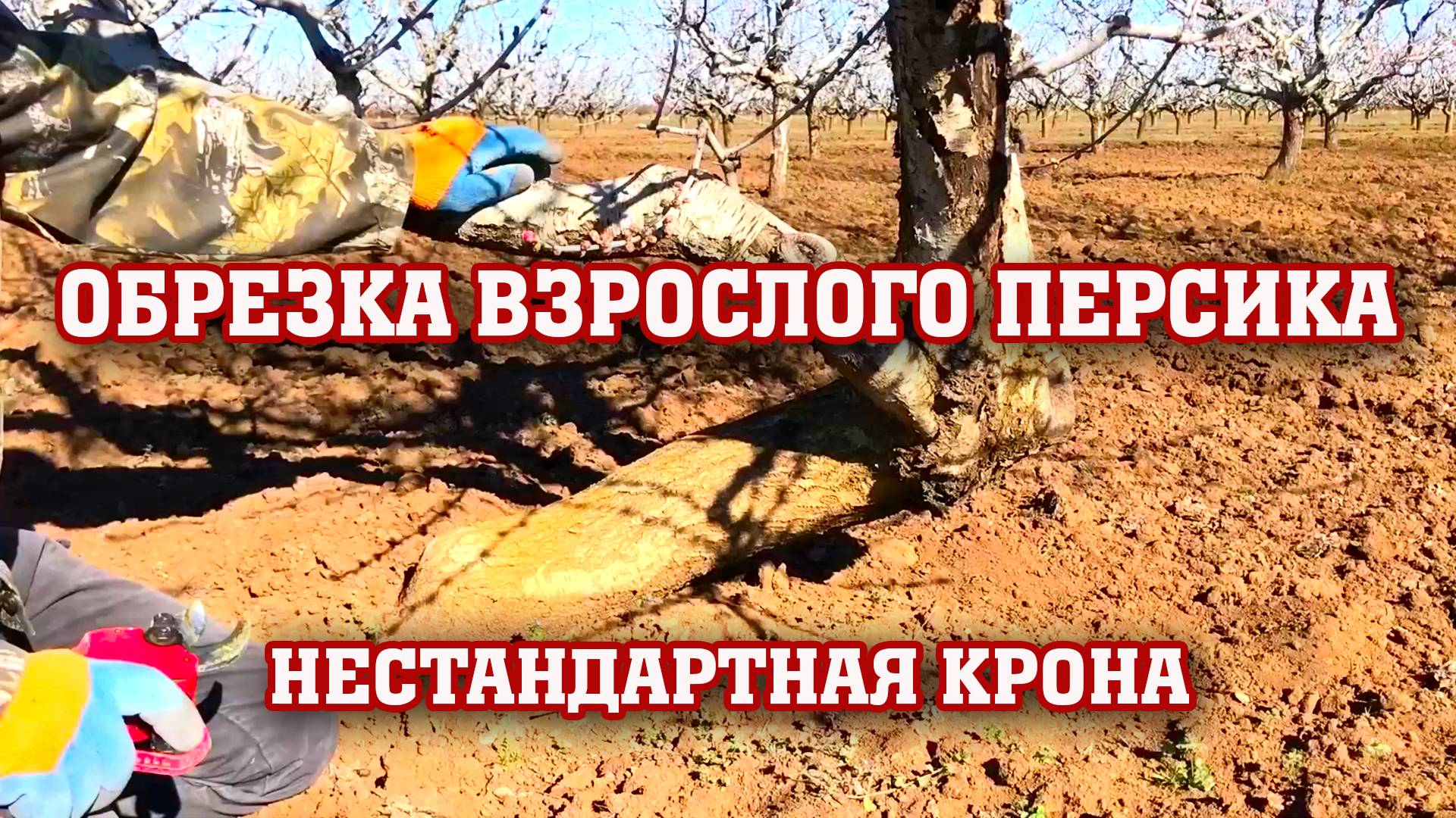 Обрезка взрослого персика ⧸ нестандартное дерево. смотреть онлайн