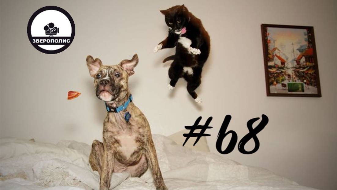 ПРИКОЛЫ С ЖИВОТНЫМИ ДО СЛЕЗ / Смешные КОТЫ / Приколы с ДОМАШНИМИ ПИТОМЦАМИ / Funny ANIMALS video#68 смотреть онлайн
