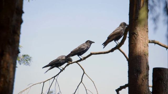 Focus 5 Unit 1 Remarkable Relationships