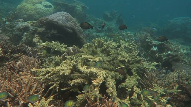 Tanjung Putus Reef Part 2 Raja Ampat 2023