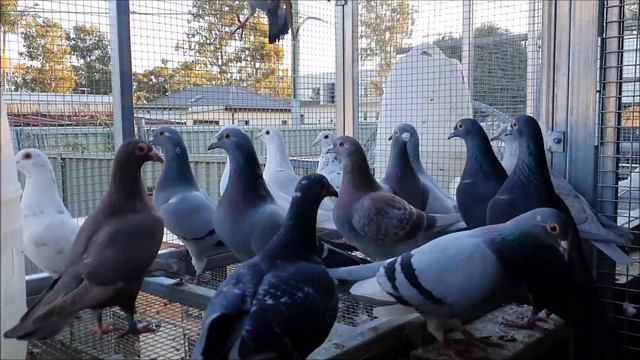 Breeding Pigeons Getting Tamer!
