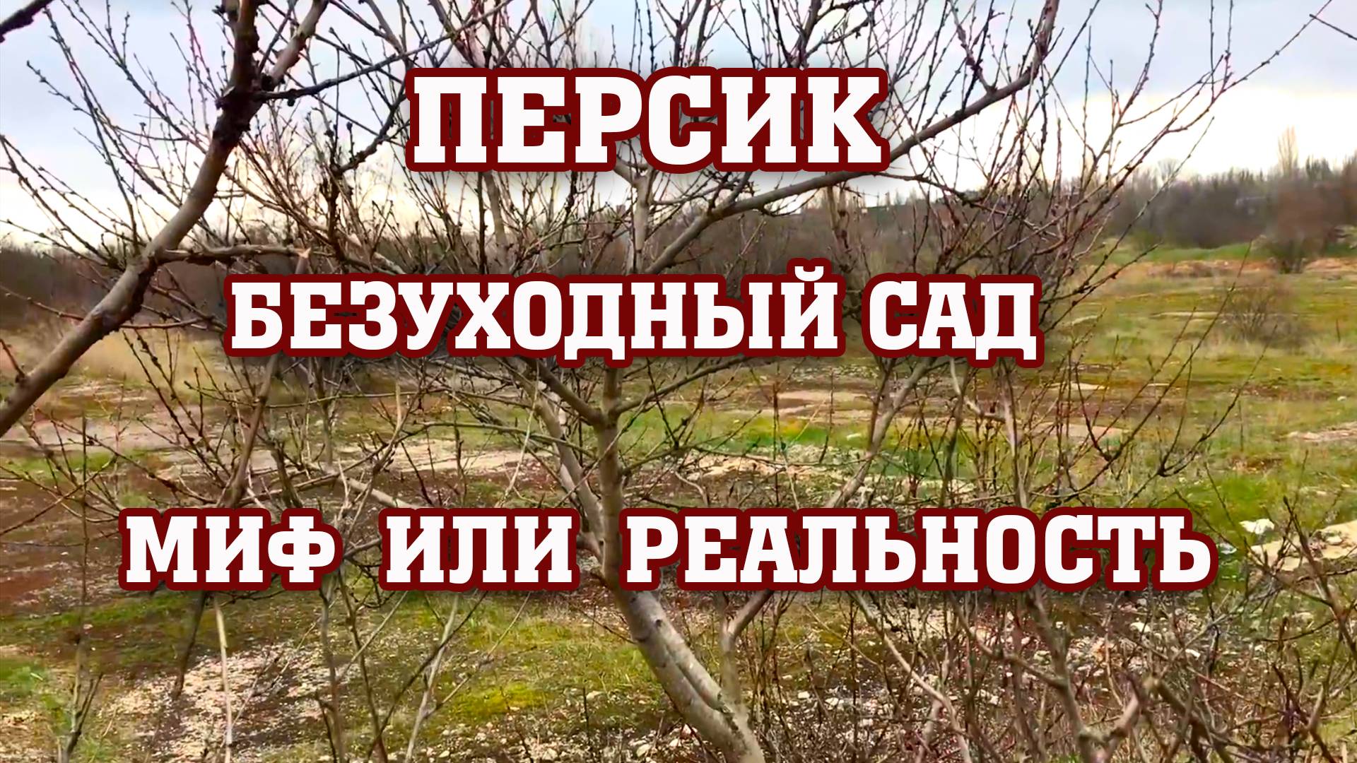 Безуходный ПЕРСИКОВЫЙ САД !!! Миф или реальность ？!! смотреть онлайн