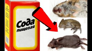 Как избавиться от мышей в частном доме домашних условиях