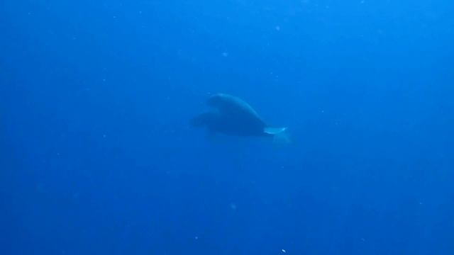 Bunaken Snorkelling Highlights:fish Turtles Dugongs