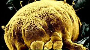 Галилео | Пыль  [Dust]