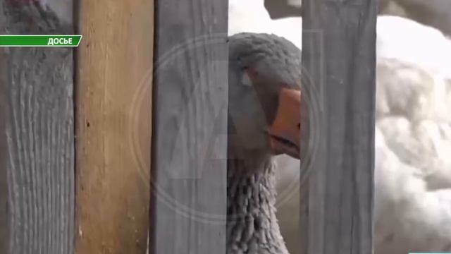 Аркалыкская птицефабрика объявила о приостановке производства смотреть онлайн