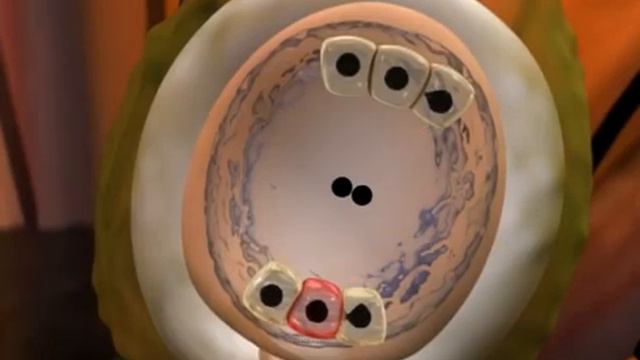 Двойное оплодотворение цветковых растений. Биология 7 класс. Ботаника. смотреть онлайн