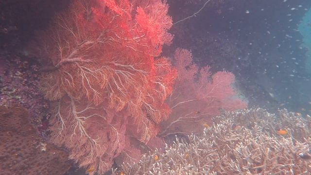 Raja Ampat Snorkeling On The Eastern Side Of Rufas Island 2024