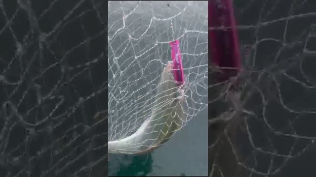 Ловля лакедры на поппер (150 мм 60 гр) Mr. Musurok