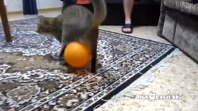 Прикол видео!!! Супер ржач! Надувной шарик прилип к писюнчику кота смотреть онлайн