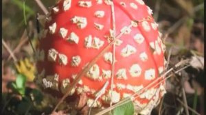 Галилео. Вкус (часть 3): Невкусное