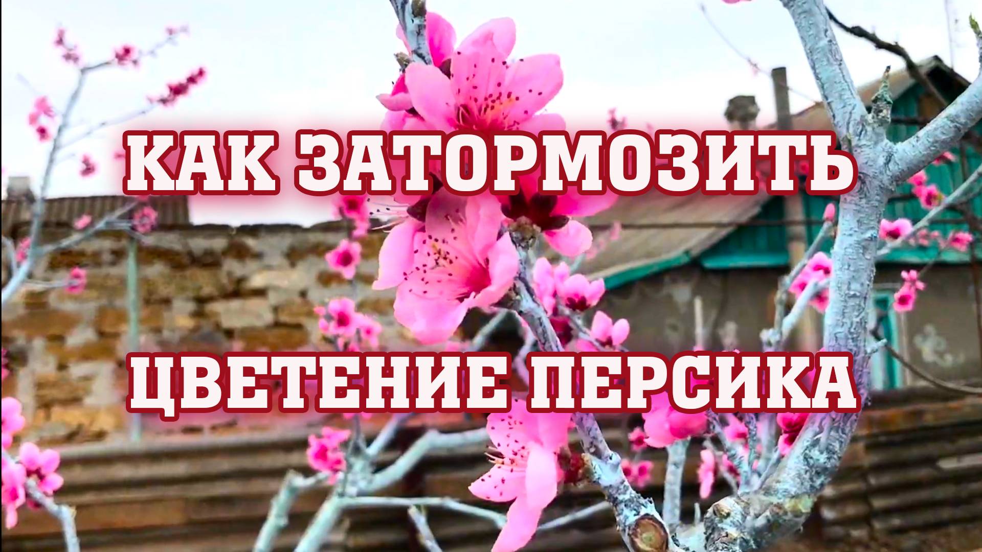 Как затормозить цветение деревьев смотреть онлайн