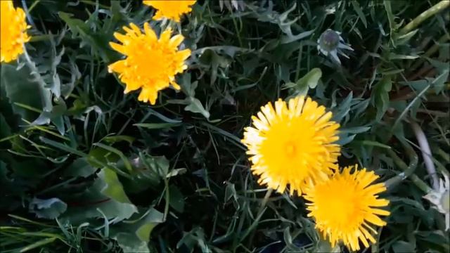 Дзьмухавец (Dźmuchaviec) - Одуванчик по-белорусски (Dandelion in Belarusian) смотреть онлайн